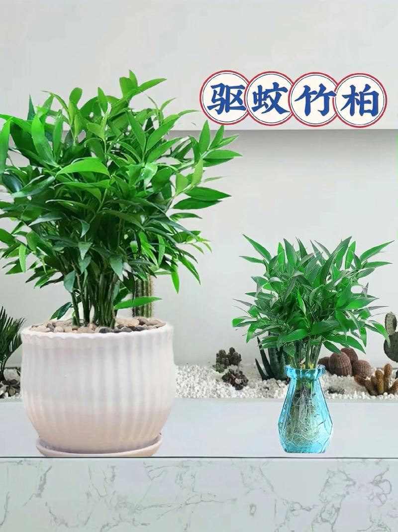 驅(qū)蚊竹柏是一款新寵面綠植盆栽花卉 四季常青,顏值爆表,綠油油